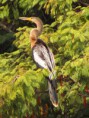 /album/galeria-de-fotos/biguatinga-anhinga-anhinga-jpg/